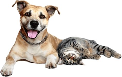 You can look at the address on the map. Arthritis and your Pet-Indooroopilly Veterinary Clinic