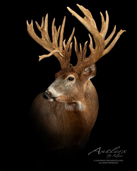 Mark Watson Buck Antlers By Klaus