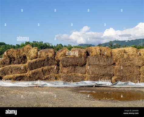 Sale Of Feed For Livestock Hay Blocks Lots Of Hay Horse Feed