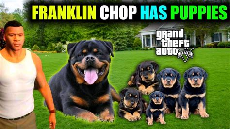 Gta 5 Franklin Chop The Dog Rottweiler Has Puppies Omg In Gta V