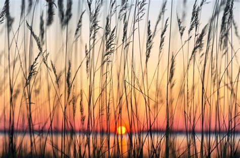 Reed At Sunset Stock Image Image Of River Horizon Scene 45113973