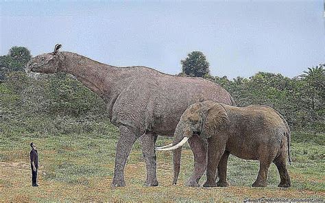Pictures And Profiles Of Giant Mammals And Megafauna
