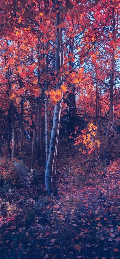 Fall Of Autumn Trees Iphone X Wallpapers Free Download