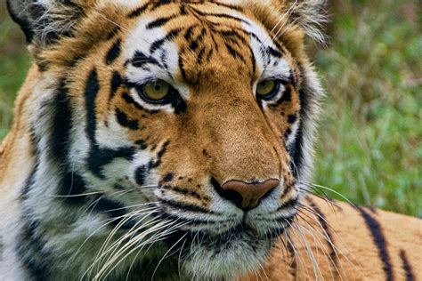 Royal Bengal Tiger Portrait Ucumari Photography Flickr