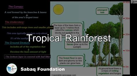 Tropical Rainforest Biology Lecture Sabaqpk Youtube