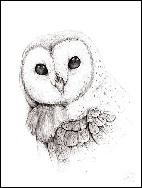 Realistic Barn Owl Drawing At Explore Collection Of Realistic Barn Owl Drawing