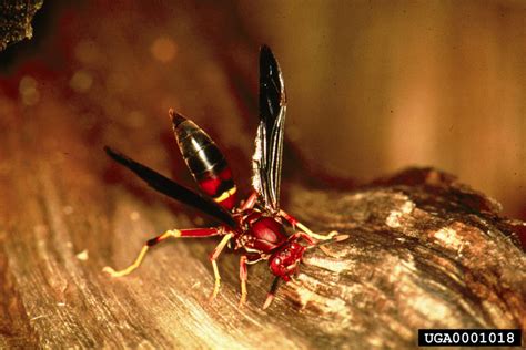 It is a type of digger wasp, and most the body is satiny matte black. red wasp, Polistes annularis (Hymenoptera: Vespidae) - 0001018