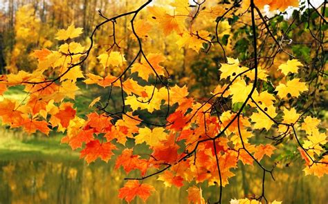 Осенние листья картинки » Прикольные картинки: скачать бесплатно на рабочий стол