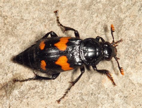 Roundneck Sexton Beetle Nicrophorus Orbicollis Photo Tom Murray