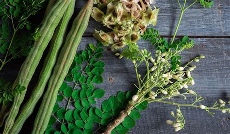 Moringa Oleifera, The Miracle tree? | reNature