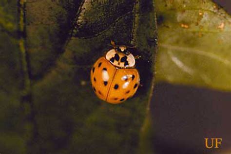 Are Ladybugs All Ladies Ufifas Entomology And Nematology Department