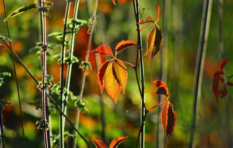 Wallpaper Autumn Leaves Light Branches Blur Bokeh Liana Autumn