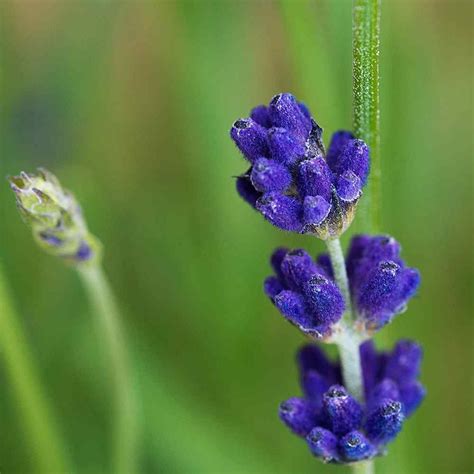Bunga matahari kerap diasosiasikan dengan kesetiaan, keceriaan, dan semangat. Gambar Bunga Lavender Yang Sangat Indah | Kumpulan Gambar