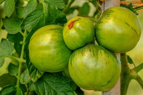 Totally Tomatoes 28 Spectacular Tomato Varieties To Explore Garden