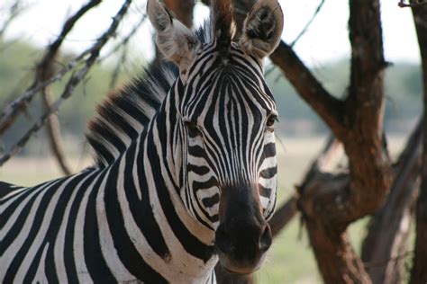 Zebra Face Free Stock Photo Public Domain Pictures