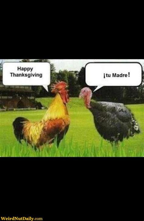 We thought we'd party up 2020 and finally achieve all our golden dreams when all that's happened is that we've had to put our. Funny Pictures @ WeirdNutDaily - Happy Rooster Thanksgiving