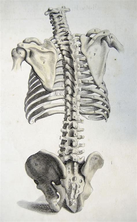 Rear View Of The Bones Of The Torso Anatomy Art Anatomy Drawing