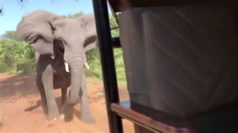 This Is The Terrifying Moment An Angry Wild Elephant Rammed A Safari Vehicle Full Of Tourists So