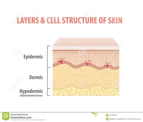Layers And Cell Structure Of Skin Illustration Vector On