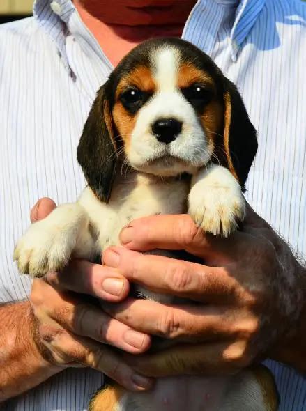 Doberman Beagle Mix Puppies
