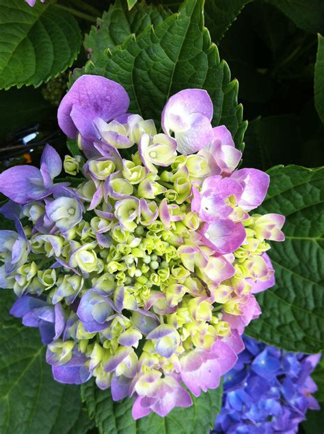 Curious why your hydrangeas not blooming? Blooming Hydrangea | Hydrangea not blooming, Bloom, Hydrangea