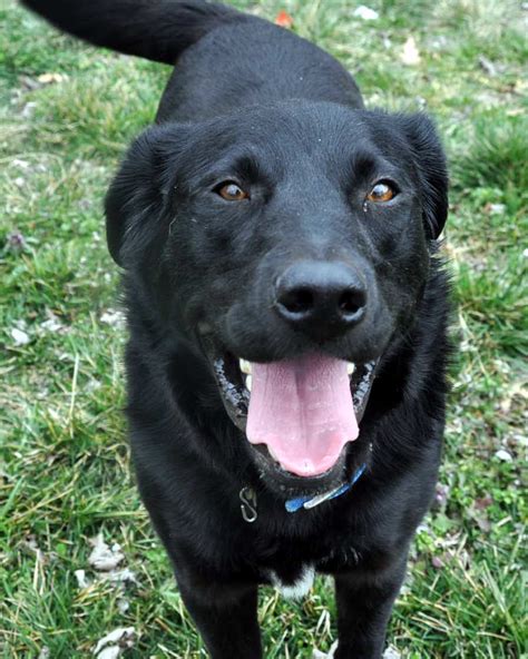 Black Lab Border Collie Mix Picture Dog Breeders Guide
