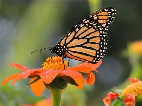 Monarch Butterflies Spectacular Migration Is At Risk An