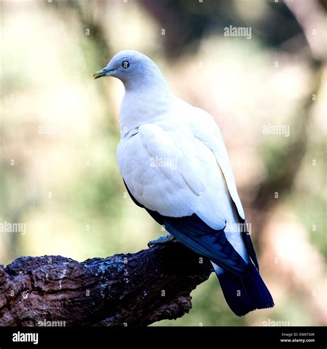 White Pigeon Sitting On The Tree Pigeons And Doves Are Stout Bodied