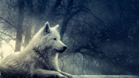 Wolf Wallpapers Hd Wallpaper Cave