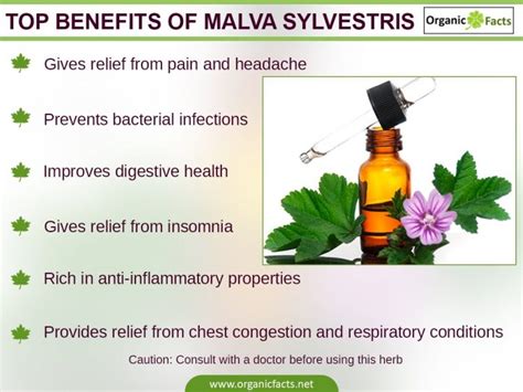 7 Amazing Benefits Of Malva Sylvestris Or Common Mallow Organic Facts