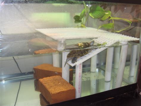 The best platform for small turtles. How To Make A Floating Turtle Dock - About Dock Photos ...