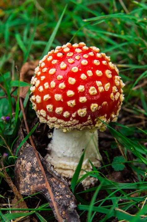 Amanita Muscaria Or Fly Agaric Mushroom Stock Image Image Of Fall