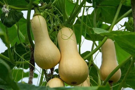 How To Plant And Grow Butternut Squash Gardeners Path