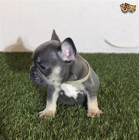 The address of the university of texas institute of texan cultures at san antonio is: French Bulldog Puppies For Sale | San Antonio, TX #268023