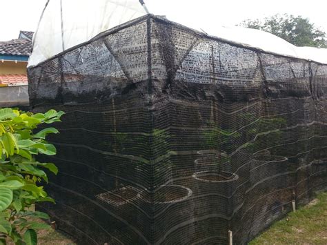 Maybe you would like to learn more about one of these? Kebun Tin &Herba: Pokok Tin - Tanaman di kawasan Rumah