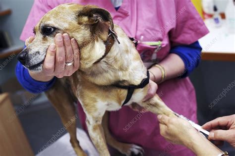 Vet Treating A Dog Stock Image C0073525 Science Photo Library