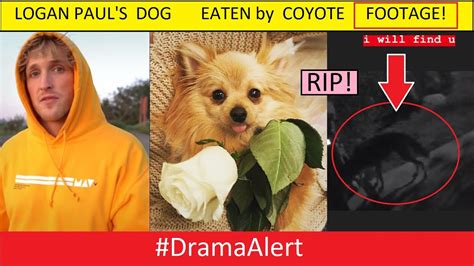 Logan Pauls Dog Kong Eaten By Coyote Footage Dramaalert Ksi