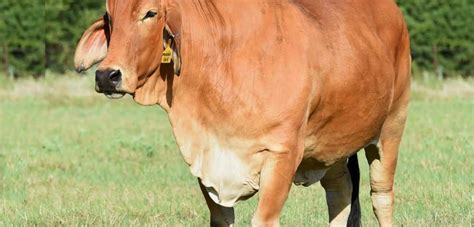 Is dedicated to providing a large selection and variety of healthy texas cattle for sale. Red Brahman Cattle for Sale Archives - Moreno Ranches