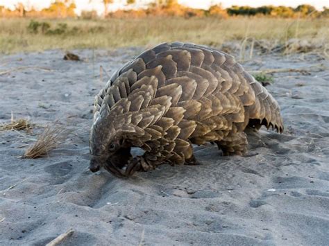 World Pangolin Day Conservation Efforts In Africa Wilderness Safaris