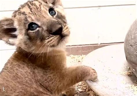 Papà Leone Si Inchina Per Incontrare Il Suo Nuovo Cucciolo Per La Prima Volta