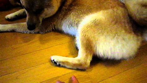 Последние твиты от 開栓注意 (@kaisenn0127). 犬の足の裏を突いてみる - YouTube