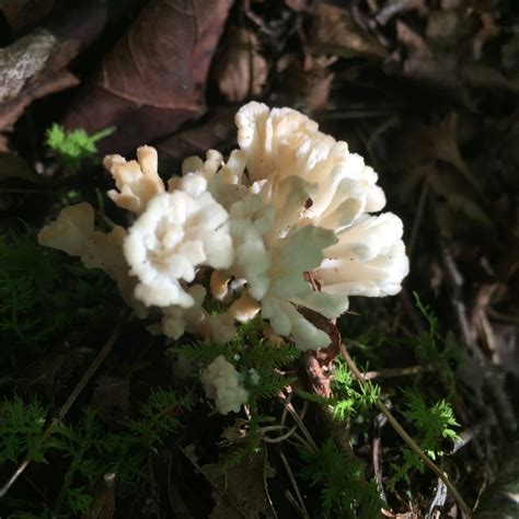 Coral Fungus Is It Edible Identifying Mushrooms Wild Mushroom Hunting