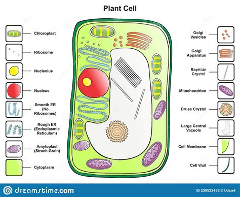 Plant Cell Structure Anatomy Infographic Diagram Stock Vector