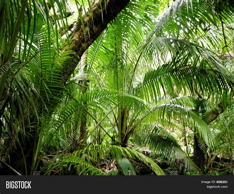 Jungle Fern Stock Photo & Stock Images | Bigstock