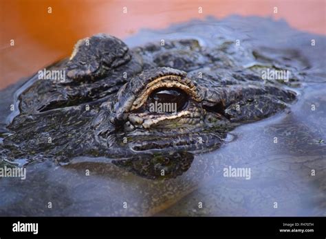Alligator Eyes In Water