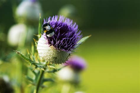 Thistle With A Bumblebee Free Stock Photo Public Domain Pictures