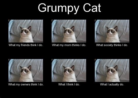 25 Hilarious Grumpy Cat Memes That Sum Up A Cats Tough