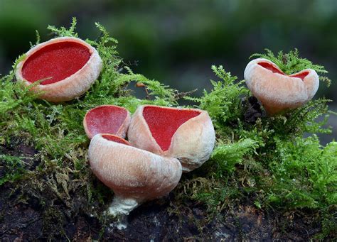 Scarlet Elf Cup Fungi Stuffed Mushrooms Slime Mould