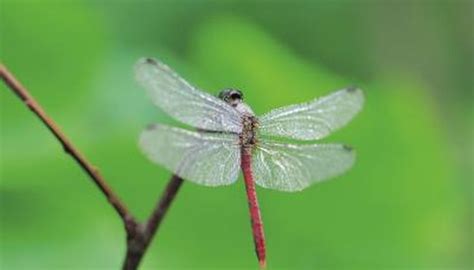 Differences Between A Devils Darning Needle And A Dragonfly Animals