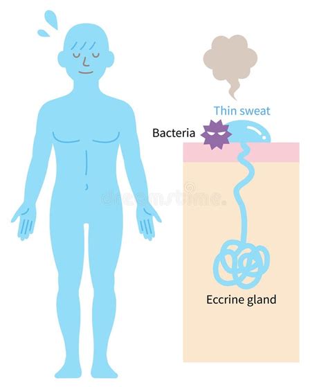 Distribution Of Eccrine Sweat Glands In Human Body And Skin Diagram